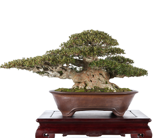 第37回 皐樹展 (一社)日本盆栽協会賞［白令］小林宏陽