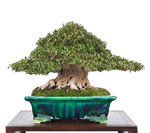 第37回 皐樹展 (公財)鹿沼市花木センター賞［幸の華］水越勝久