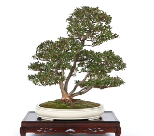 第37回 皐樹展 (一社)日本水石協会賞［はなびん］鈴木清治