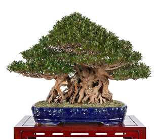 第37回 皐樹展 (一社)日本皐月協会賞［薩摩紅］今井光則