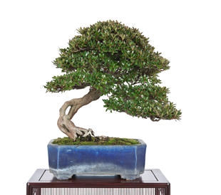 第37回 皐樹展 皐樹展実行委員会賞［大盃］齋藤和則