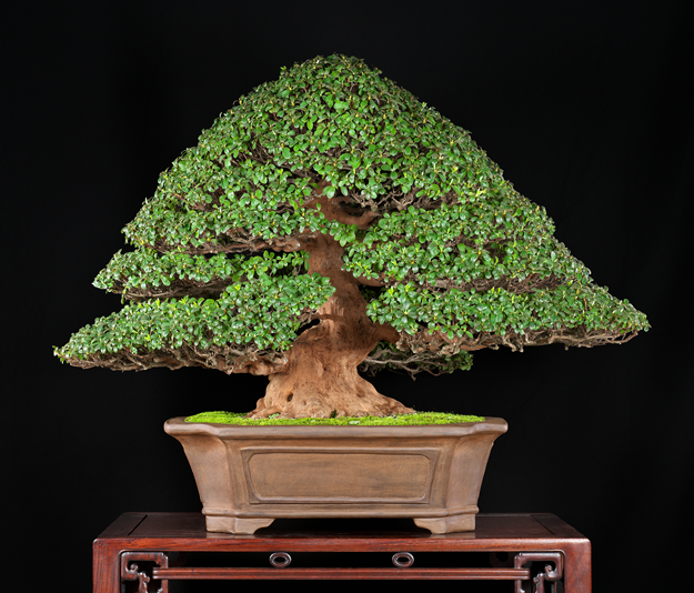 第38回 皐樹展大賞 受賞樹［華賞］磯部 繁男