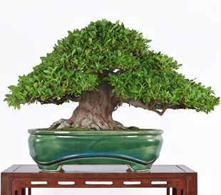 第38回 皐樹展 (一社)日本盆栽協会賞［朱鷺］早船勝己