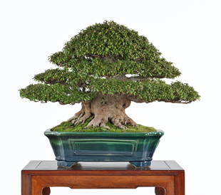 第38回 皐樹展 (一社)鹿沼市長賞［幸の華］水越勝久