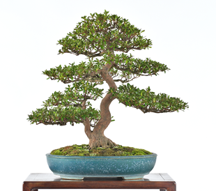 第38回 皐樹展 日本盆栽協同組合賞［麗子］吉井雅規