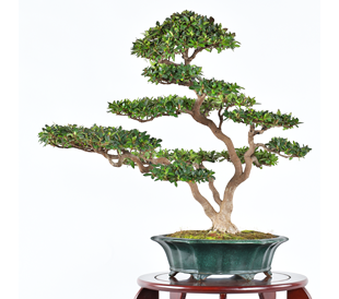 第38回 皐樹展 (一社)日本水石協会賞［花火］吉田昭次