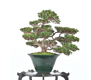 第38回 皐樹展 (株)近代出版賞［桃太郎］前野幸夫